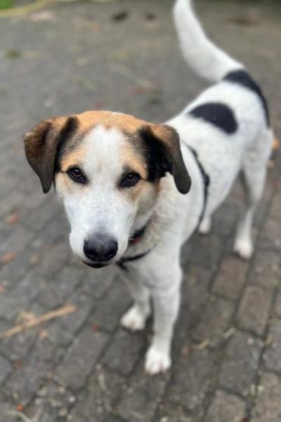 Sharky Kinderfreund sucht Familie 🐶💚