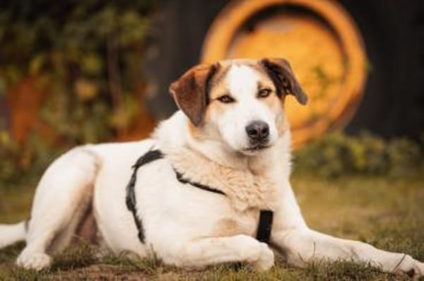 Sharky Kinderfreund sucht Familie 🐶💚