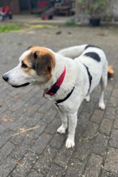 Sharky Kinderfreund sucht Familie 🐶💚