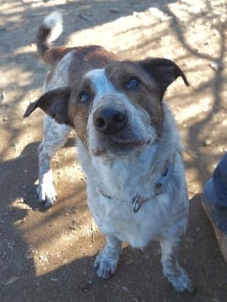 Kleiner BOUBIS sucht ein Zuhause