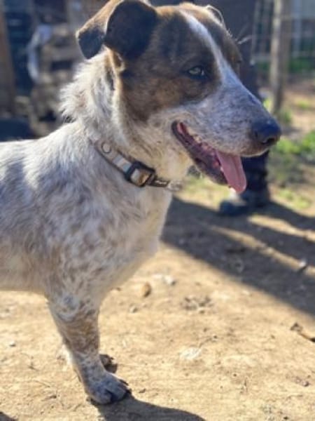 Kleiner BOUBIS sucht ein Zuhause