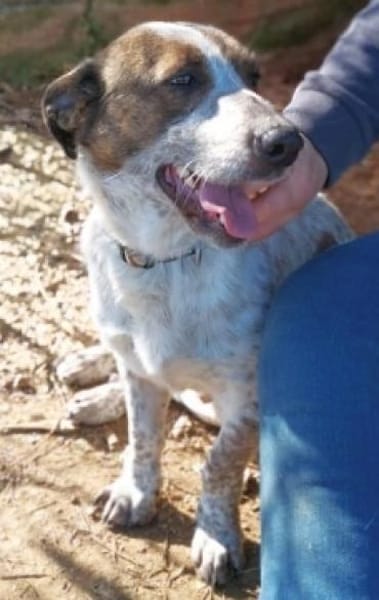 Kleiner BOUBIS sucht ein Zuhause