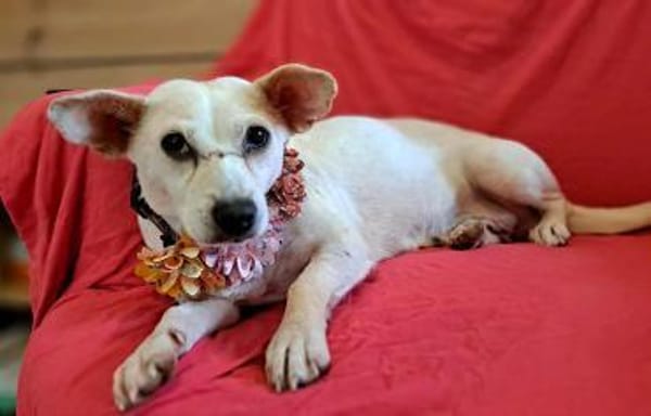 Shyee - sucht ihr Herzenszuhause