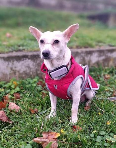 Shyee - sucht ihr Herzenszuhause