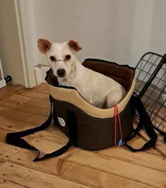 Shyee - sucht ihr Herzenszuhause