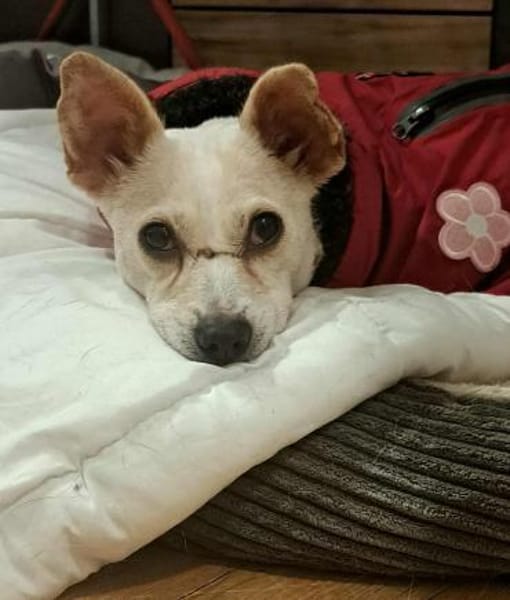 Shyee - sucht ihr Herzenszuhause