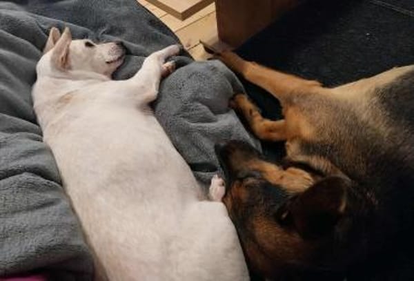 Shyee - sucht ihr Herzenszuhause