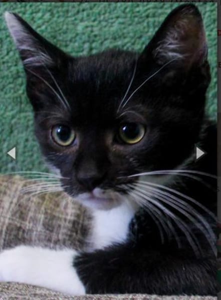 Agoston, anfangs noch schüchtern