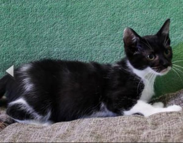 Agoston, anfangs noch schüchtern