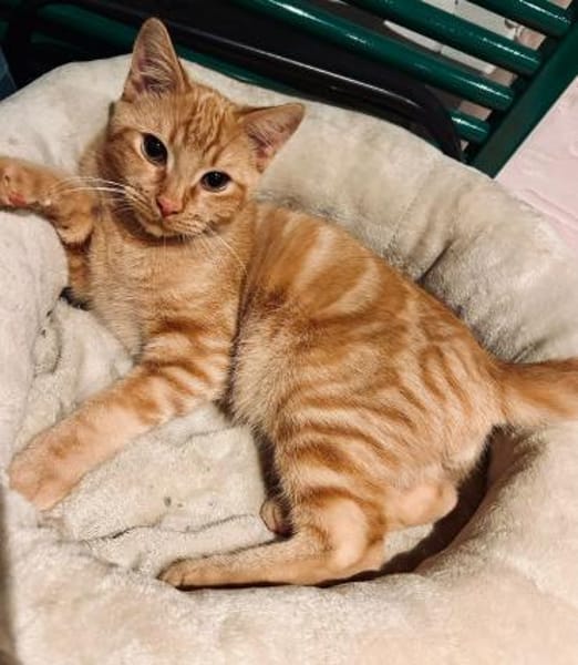 Aaron - rot gestromte Schönheit