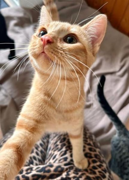 Aaron - rot gestromte Schönheit