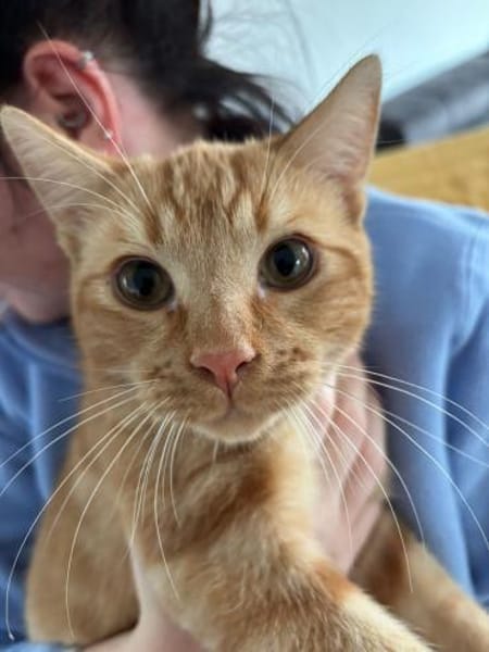 Aaron - rot gestromte Schönheit