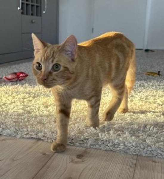 Aaron - rot gestromte Schönheit