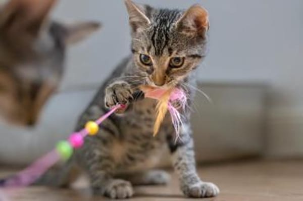 Lio (w) - meine Angel geb ich nicht mehr