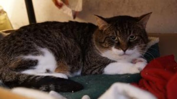 Jerik vom Bauernhof auf die Heizdecke