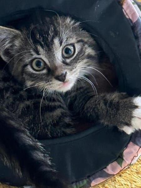 2 Babys suchen noch ein Zuhause