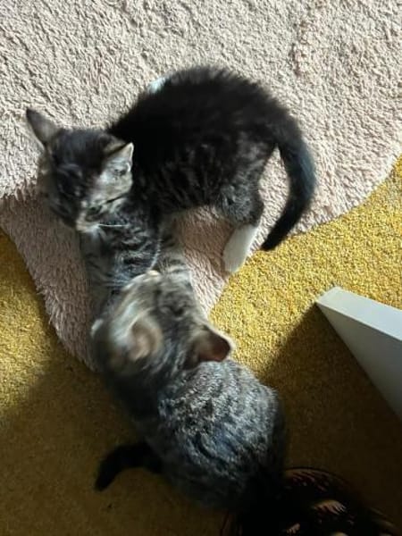 2 Babys suchen noch ein Zuhause