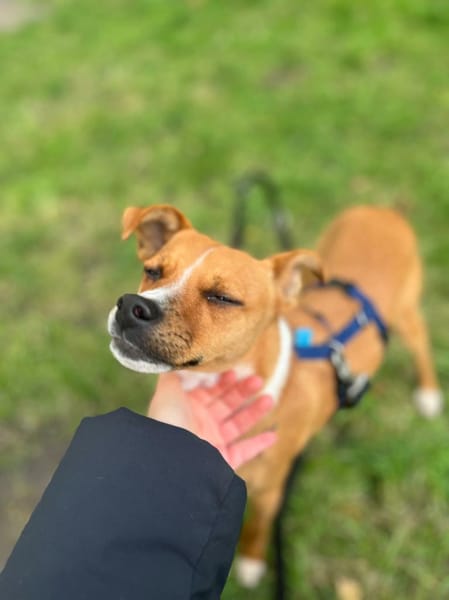 Pacco - der Kuschelpoet