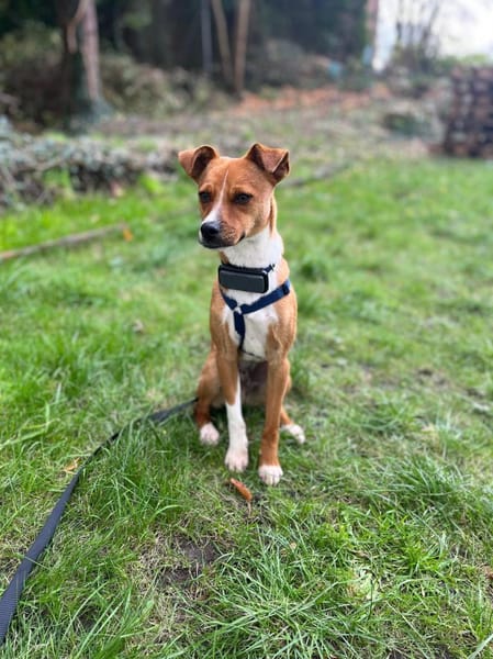 Pacco - der Kuschelpoet