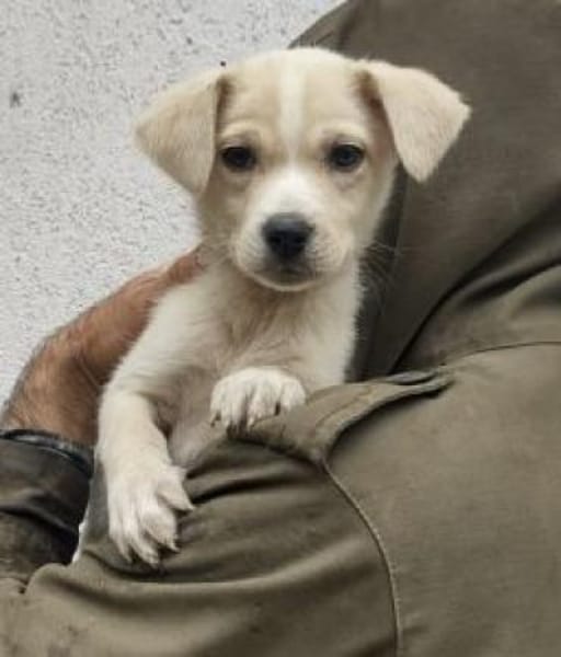 Lina 28 cm (Nov 25) Pflegestelle