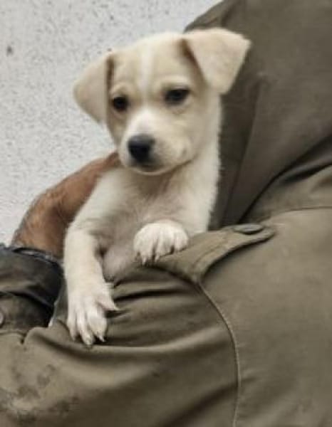 Lina 28 cm (Nov 25) Pflegestelle