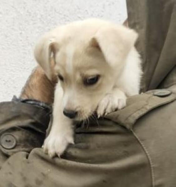 Lina 28 cm (Nov 25) Pflegestelle