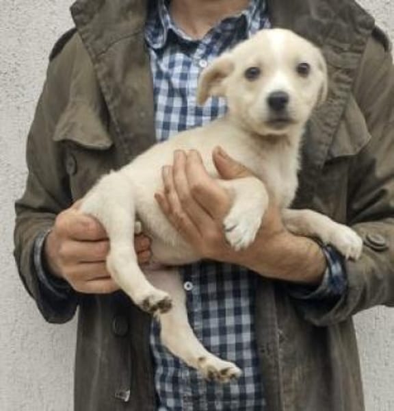 Lina 28 cm (Nov 25) Pflegestelle