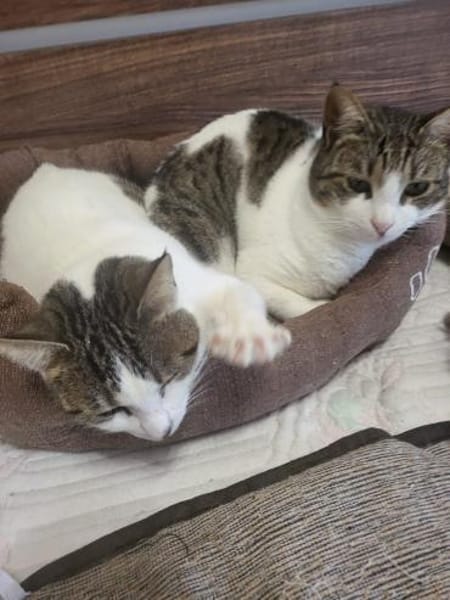 Xara & Zoi suchen ihr Für-immer-Zuhause