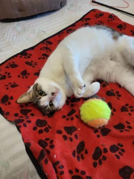 Xara & Zoi suchen ihr Für-immer-Zuhause