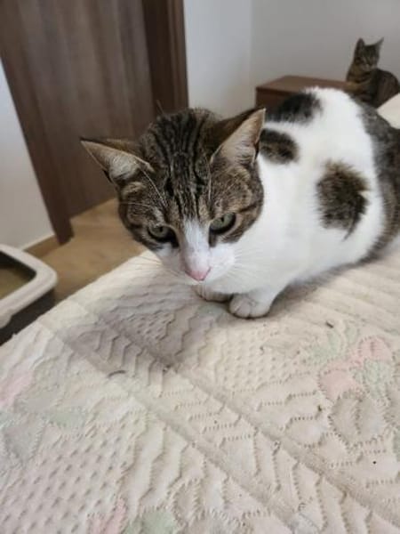 Xara & Zoi suchen ihr Für-immer-Zuhause