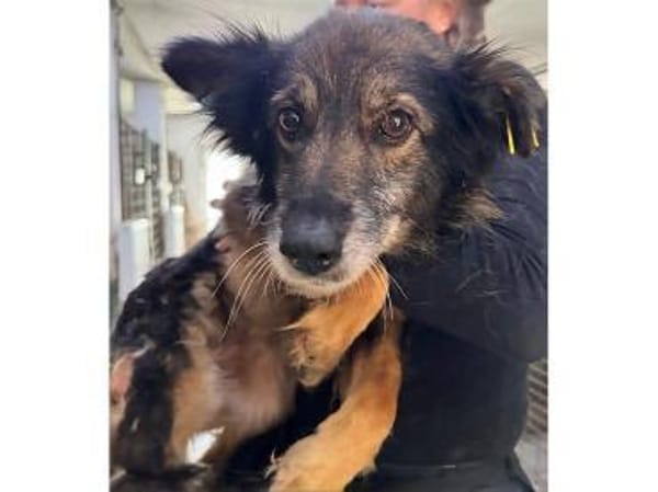 Daisy  wartet in 97332 Obervolkach