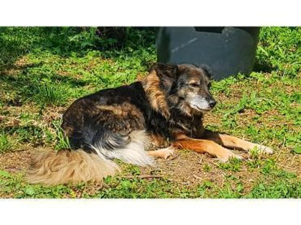 Daisy  wartet in 97332 Obervolkach