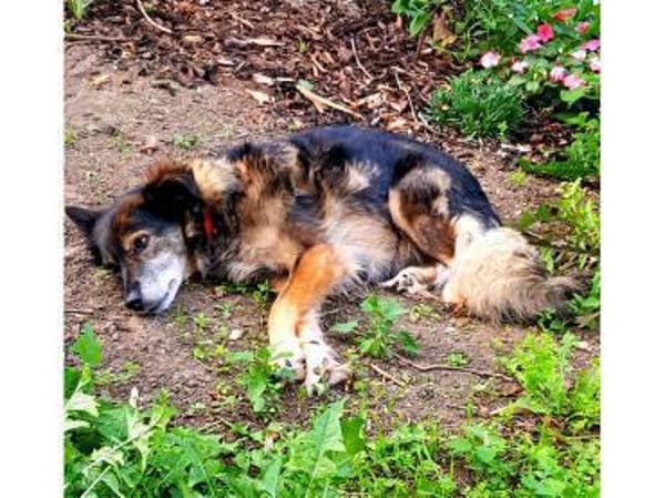 Daisy  wartet in 97332 Obervolkach