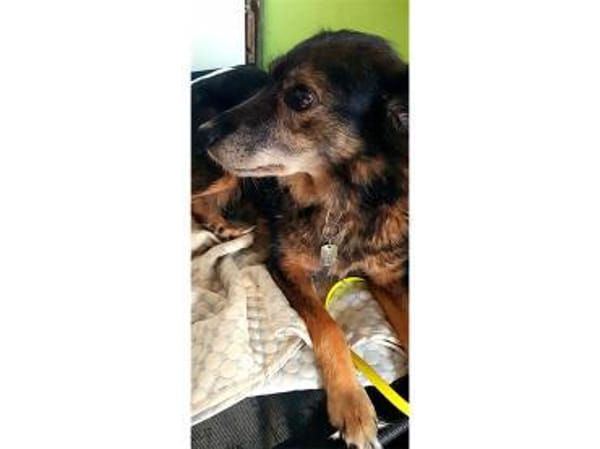 Daisy  wartet in 97332 Obervolkach