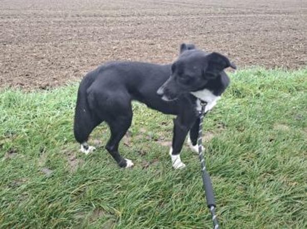 Claudia  zarte Elfe sucht ihre Menschen