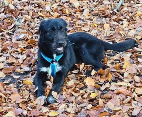 Marcellino- ein schwarzer Diamant