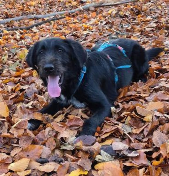 Marcellino- ein schwarzer Diamant