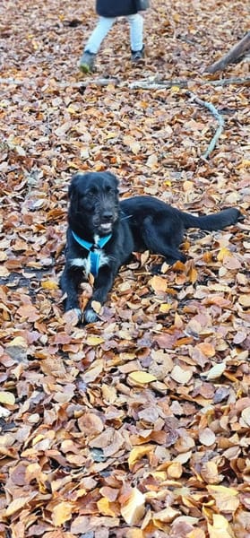 Marcellino- ein schwarzer Diamant