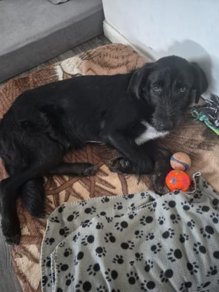 Marcellino- ein schwarzer Diamant