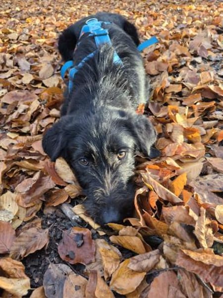 Marcellino- ein schwarzer Diamant