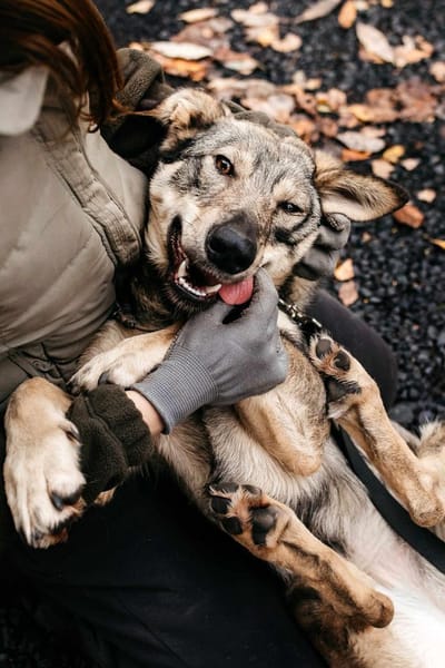 Schlaue Maya sucht liebevolles Zuhause
