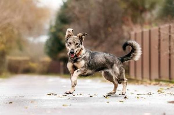 Schlaue Maya sucht liebevolles Zuhause