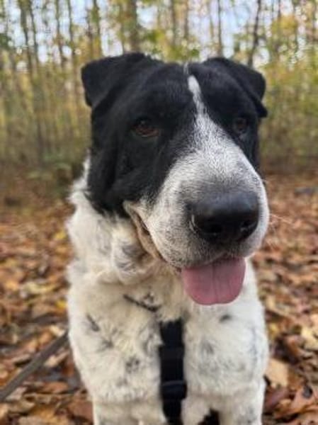 Bandit wartet in Köln