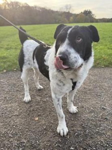 Bandit wartet in Köln