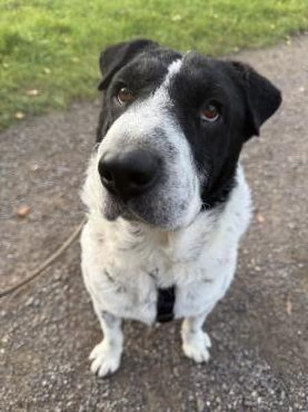 Bandit wartet in Köln