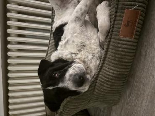 Bandit wartet in Köln