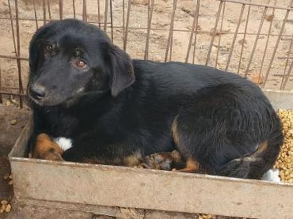 MARIA-zauberhafte Jung-Hündin,43 cm