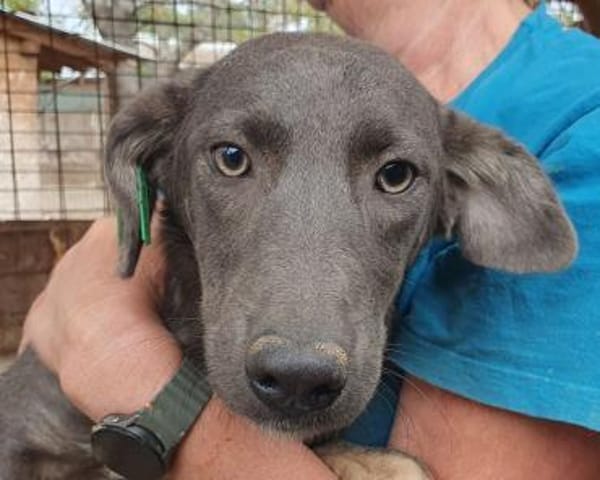 FLORA-wunderschöne Jung-Hündin, 44 cm