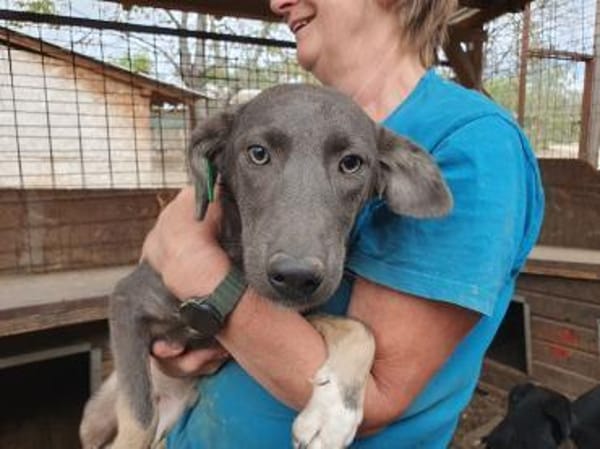 FLORA-wunderschöne Jung-Hündin, 44 cm