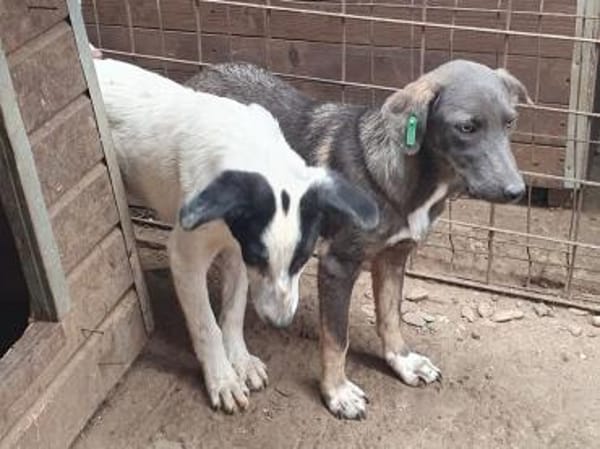 FLORA-wunderschöne Jung-Hündin, 44 cm